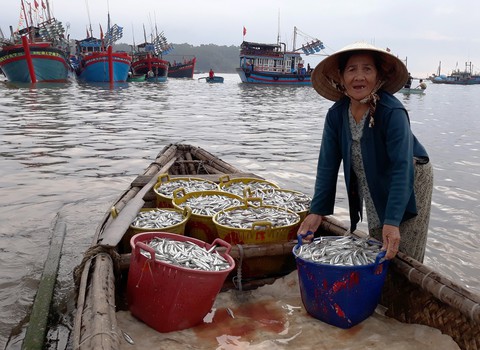 Mở biển, ngư dân trúng đậm cá cơm, mỗi đêm lời trăm triệu - Ảnh 7. Mở biển, ngư dân trúng đậm cá cơm, mỗi đêm lời trăm triệu - Ảnh 7.