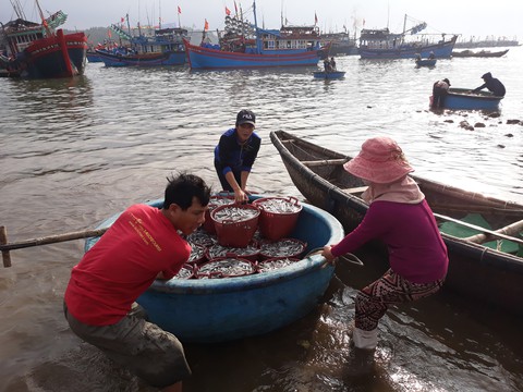 Mở biển, ngư dân trúng đậm cá cơm, mỗi đêm lời trăm triệu - Ảnh 2. Mở biển, ngư dân trúng đậm cá cơm, mỗi đêm lời trăm triệu - Ảnh 2.