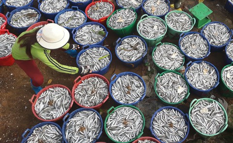 Mở biển, ngư dân trúng đậm cá cơm, mỗi đêm lời trăm triệu - Ảnh 1. Mở biển, ngư dân trúng đậm cá cơm, mỗi đêm lời trăm triệu - Ảnh 1.
