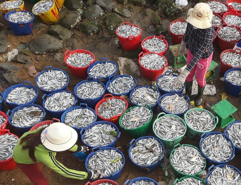 Mở biển, ngư dân trúng đậm cá cơm, mỗi đêm lời trăm triệu - Ảnh 8. Mở biển, ngư dân trúng đậm cá cơm, mỗi đêm lời trăm triệu - Ảnh 8.