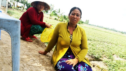 Nhiều ruộng khoai lang ở Vĩnh Long bị phun thuốc diệt cỏ phá hoại - Ảnh 2. Nhiều ruộng khoai lang ở Vĩnh Long bị phun thuốc diệt cỏ phá hoại - Ảnh 2.