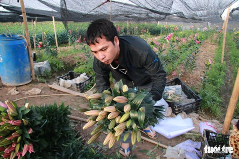 Hoa ly cười muộn, dân Tây Tựu khóc ròng - Ảnh 2. Hoa ly cười muộn, dân Tây Tựu khóc ròng - Ảnh 2.