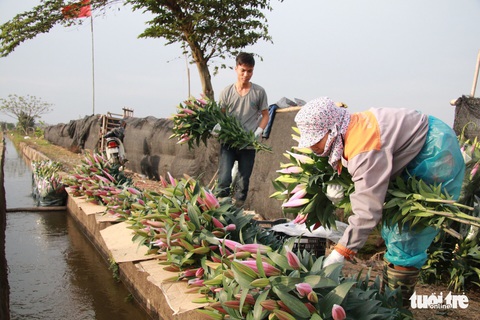 Hoa ly cười muộn, dân Tây Tựu khóc ròng - Ảnh 8. Hoa ly cười muộn, dân Tây Tựu khóc ròng - Ảnh 8.