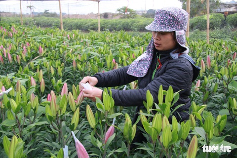 Hoa ly cười muộn, dân Tây Tựu khóc ròng - Ảnh 6. Hoa ly cười muộn, dân Tây Tựu khóc ròng - Ảnh 6.