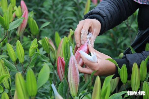 Hoa ly cười muộn, dân Tây Tựu khóc ròng - Ảnh 4. Hoa ly cười muộn, dân Tây Tựu khóc ròng - Ảnh 4.