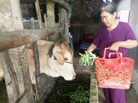 Bán 20kg rau không mua nổi một tô bún - Ảnh 1. Bán 20kg rau không mua nổi một tô bún - Ảnh 1.