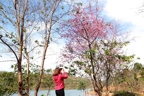Lễ hội qua rồi mai anh đào hồ Tuyền Lâm mới nở rộ - Ảnh 2. Lễ hội qua rồi mai anh đào hồ Tuyền Lâm mới nở rộ - Ảnh 2.