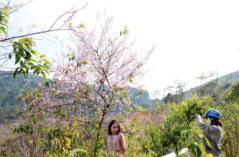 Lễ hội qua rồi mai anh đào hồ Tuyền Lâm mới nở rộ - Ảnh 5. Lễ hội qua rồi mai anh đào hồ Tuyền Lâm mới nở rộ - Ảnh 5.