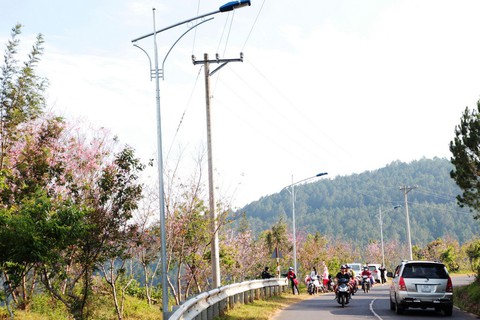 Lễ hội qua rồi mai anh đào hồ Tuyền Lâm mới nở rộ - Ảnh 1. Lễ hội qua rồi mai anh đào hồ Tuyền Lâm mới nở rộ - Ảnh 1.