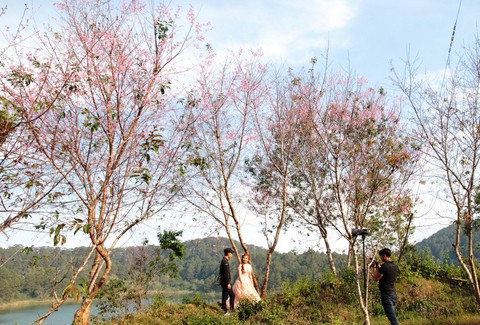 Lễ hội qua rồi mai anh đào hồ Tuyền Lâm mới nở rộ - Ảnh 3. Lễ hội qua rồi mai anh đào hồ Tuyền Lâm mới nở rộ - Ảnh 3.