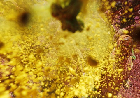 Góa phụ Ấn ăn mừng Holi, phá vỡ tập tục bất công - Ảnh 3. Góa phụ Ấn ăn mừng Holi, phá vỡ tập tục bất công - Ảnh 3.