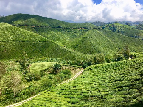 Lên cao nguyên ngắm đồi trà, xuống phố cổ ngắm đèn lồng - Ảnh 2. Lên cao nguyên ngắm đồi trà, xuống phố cổ ngắm đèn lồng - Ảnh 2.