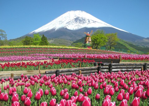 Shizuoka: miền quê bình yên ở xứ mặt trời mọc - Ảnh 1. Shizuoka: miền quê bình yên ở xứ mặt trời mọc - Ảnh 1.