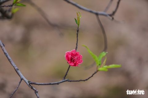 Bạn trẻ thủ đô xúng xính tạo dáng bên đào Nhật Tân - Ảnh 10. Bạn trẻ thủ đô xúng xính tạo dáng bên đào Nhật Tân - Ảnh 10.