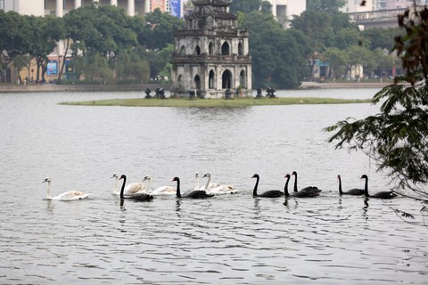 Hà Nội thả đàn thiên nga xuống hồ Hoàn Kiếm - Ảnh 2. Hà Nội thả đàn thiên nga xuống hồ Hoàn Kiếm - Ảnh 2.