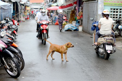 Hà Nội buộc đăng ký với chính quyền khi nuôi chó, mèo - Ảnh 1. Hà Nội buộc đăng ký với chính quyền khi nuôi chó, mèo - Ảnh 1.