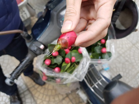 Mua hoa dạo coi chừng dính bẫy hoa giả - Ảnh 1. Mua hoa dạo coi chừng dính bẫy hoa giả - Ảnh 1.