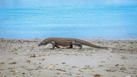 Đến Indo ‘săn’ rồng Komodo - Ảnh 12. Đến Indo ‘săn’ rồng Komodo - Ảnh 12.
