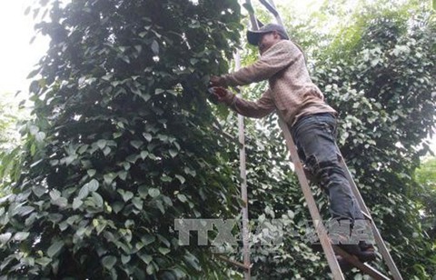 Đắk Lắk khát lao động thu hoạch hồ tiêu - Ảnh 1. Đắk Lắk khát lao động thu hoạch hồ tiêu - Ảnh 1.