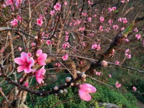 Đào phai nở sớm, nông dân Nghệ An đứng ngồi không yên - Ảnh 1. Đào phai nở sớm, nông dân Nghệ An đứng ngồi không yên - Ảnh 1.