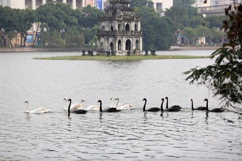Thả thiên nga xuống hồ Hoàn Kiếm là đánh úp dư luận? - Ảnh 1. Thả thiên nga xuống hồ Hoàn Kiếm là đánh úp dư luận? - Ảnh 1.