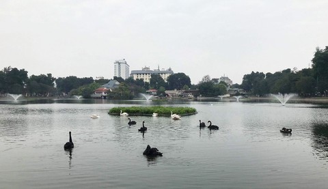 Tạm dừng thí điểm thả thiên nga ở hồ Hoàn Kiếm - Ảnh 5. Tạm dừng thí điểm thả thiên nga ở hồ Hoàn Kiếm - Ảnh 5.