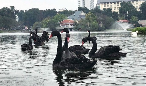 Thả thiên nga xuống hồ Hoàn Kiếm là đánh úp dư luận? - Ảnh 2. Thả thiên nga xuống hồ Hoàn Kiếm là đánh úp dư luận? - Ảnh 2.