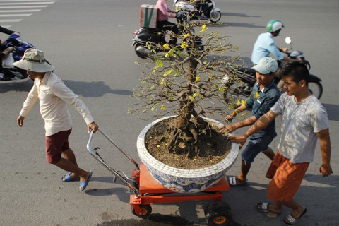 Sài Gòn nhộn nhịp những chợ mai Tết - Ảnh 7. Sài Gòn nhộn nhịp những chợ mai Tết - Ảnh 7.