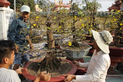 Sài Gòn nhộn nhịp những chợ mai Tết - Ảnh 6. Sài Gòn nhộn nhịp những chợ mai Tết - Ảnh 6.