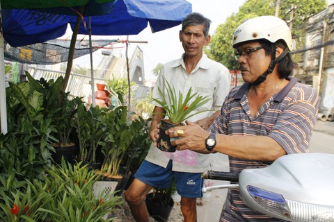 Sài Gòn nhộn nhịp những chợ mai Tết - Ảnh 15. Sài Gòn nhộn nhịp những chợ mai Tết - Ảnh 15.