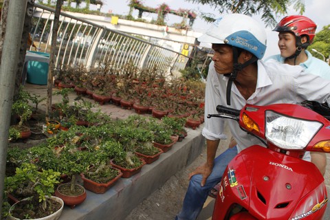 Sài Gòn nhộn nhịp những chợ mai Tết - Ảnh 14. Sài Gòn nhộn nhịp những chợ mai Tết - Ảnh 14.