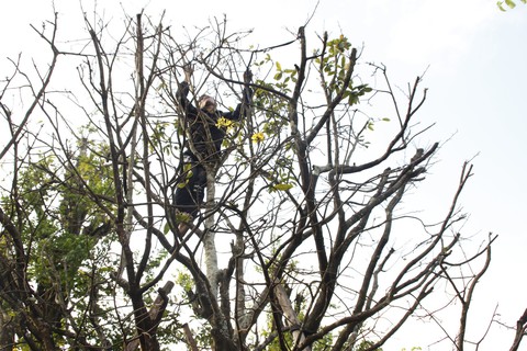 Sài Gòn nhộn nhịp những chợ mai Tết - Ảnh 5. Sài Gòn nhộn nhịp những chợ mai Tết - Ảnh 5.