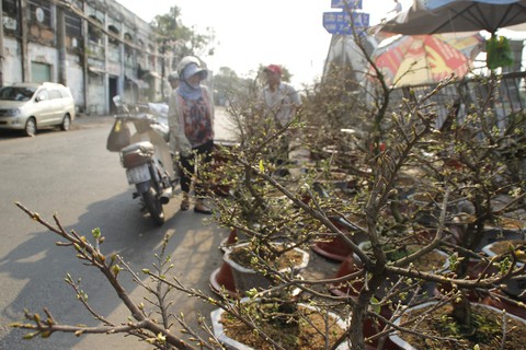 Sài Gòn nhộn nhịp những chợ mai Tết - Ảnh 13. Sài Gòn nhộn nhịp những chợ mai Tết - Ảnh 13.