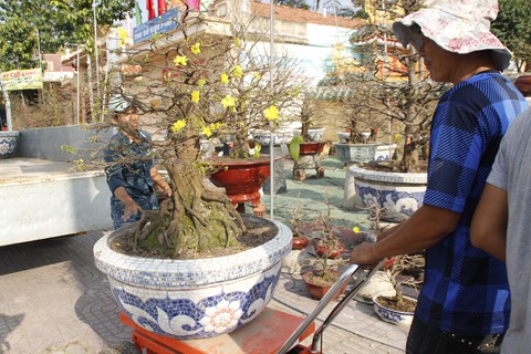 Sài Gòn nhộn nhịp những chợ mai Tết - Ảnh 3. Sài Gòn nhộn nhịp những chợ mai Tết - Ảnh 3.