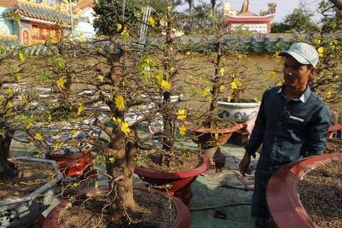 Sài Gòn nhộn nhịp những chợ mai Tết - Ảnh 1. Sài Gòn nhộn nhịp những chợ mai Tết - Ảnh 1.