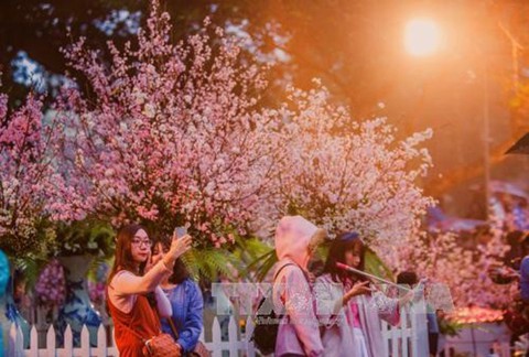 Lễ hội hoa anh đào tại Hà Nội diễn ra từ ngày 23 đến 26-3 - Ảnh 1. Lễ hội hoa anh đào tại Hà Nội diễn ra từ ngày 23 đến 26-3 - Ảnh 1.