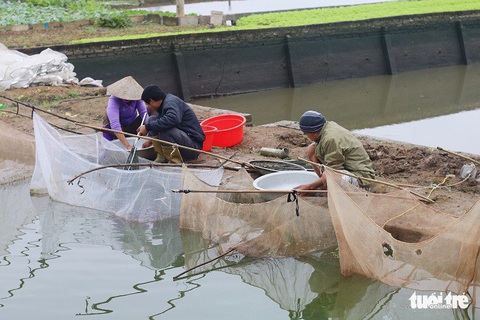 Thủ phủ cá chép đỏ xuất 40 tấn cá cho lễ ông Công ông Táo - Ảnh 4. Thủ phủ cá chép đỏ xuất 40 tấn cá cho lễ ông Công ông Táo - Ảnh 4.