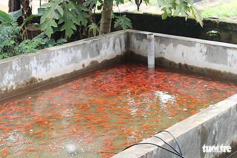 Thủ phủ cá chép đỏ xuất 40 tấn cá cho lễ ông Công ông Táo - Ảnh 3. Thủ phủ cá chép đỏ xuất 40 tấn cá cho lễ ông Công ông Táo - Ảnh 3.
