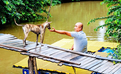 Đi tìm chuỗi gen đặc trưng của chó Phú Quốc - Ảnh 1. Đi tìm chuỗi gen đặc trưng của chó Phú Quốc - Ảnh 1.