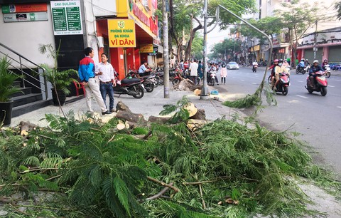 Cây phượng bật gốc đè bị thương người đi đường - Ảnh 1. Cây phượng bật gốc đè bị thương người đi đường - Ảnh 1.
