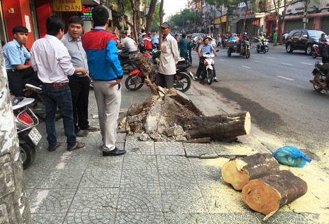 Cây phượng bật gốc đè bị thương người đi đường - Ảnh 2. Cây phượng bật gốc đè bị thương người đi đường - Ảnh 2.