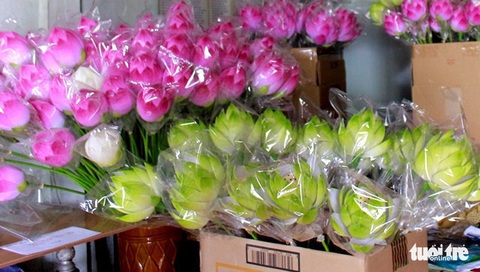 Hoa giấy xứ Huế khoe sắc Tết - Ảnh 4. Hoa giấy xứ Huế khoe sắc Tết - Ảnh 4.