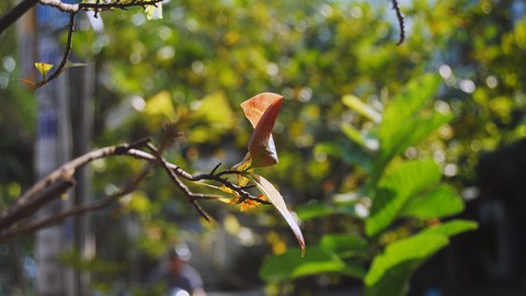 Sài Gòn nắng tháng Chạp - Ảnh 1. Sài Gòn nắng tháng Chạp - Ảnh 1.
