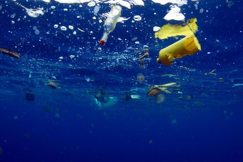 Xem Blue Planet II và ngắm những điều kỳ diệu dưới con sóng - Ảnh 13. Xem Blue Planet II và ngắm những điều kỳ diệu dưới con sóng - Ảnh 13.