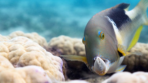 Xem Blue Planet II và ngắm những điều kỳ diệu dưới con sóng - Ảnh 7. Xem Blue Planet II và ngắm những điều kỳ diệu dưới con sóng - Ảnh 7.