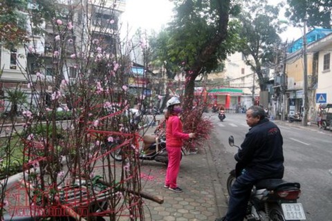 Thú chơi hoa đào sau Tết của người Hà Nộị - Ảnh 1. Thú chơi hoa đào sau Tết của người Hà Nộị - Ảnh 1.
