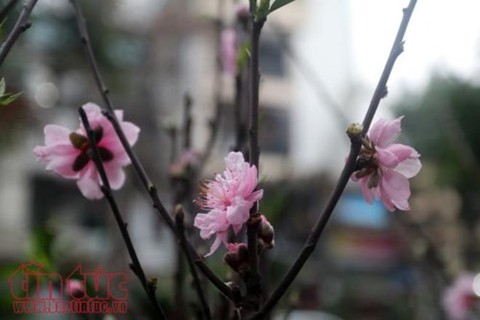 Thú chơi hoa đào sau Tết của người Hà Nộị - Ảnh 2. Thú chơi hoa đào sau Tết của người Hà Nộị - Ảnh 2.