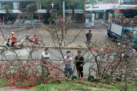 Hoa lê trắng giữa mùa xuân Hà Nội - Ảnh 1. Hoa lê trắng giữa mùa xuân Hà Nội - Ảnh 1.