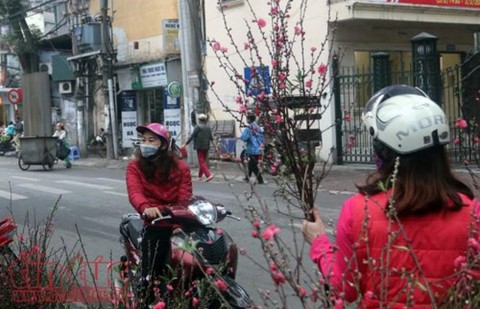 Thú chơi hoa đào sau Tết của người Hà Nộị - Ảnh 4. Thú chơi hoa đào sau Tết của người Hà Nộị - Ảnh 4.