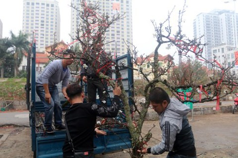Hoa lê trắng giữa mùa xuân Hà Nội - Ảnh 5. Hoa lê trắng giữa mùa xuân Hà Nội - Ảnh 5.